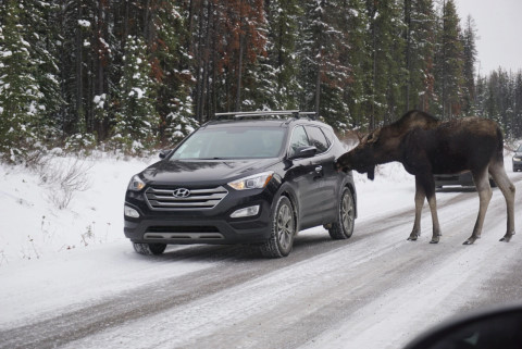 A moose licking a visitor's car last month in Jasper National Park, in Alberta, Canada. [Credit: Elizabeth Wishart]